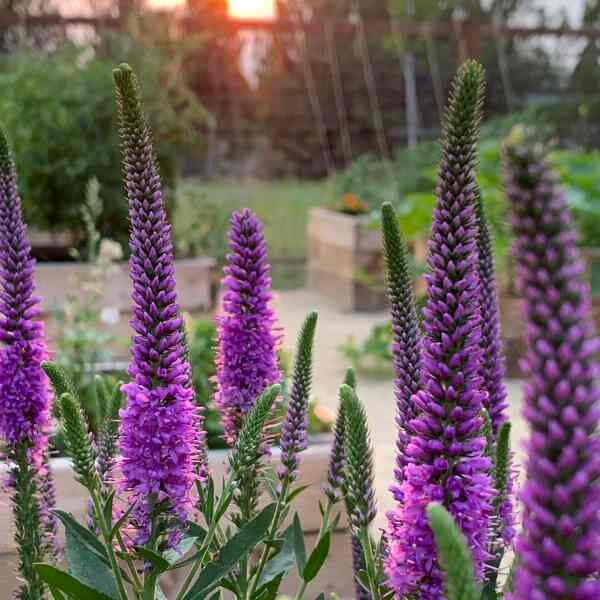 veronica-seeds-4 veronica-seeds-4