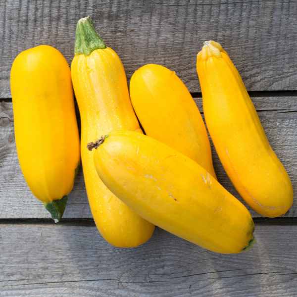 zucchini golden seeds2