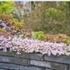 thyme-wild-seeds-1