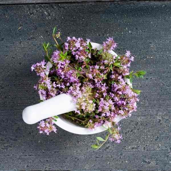 thyme-wild-seeds-2 thyme-wild-seeds-2