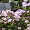 thyme-wild-seeds-3