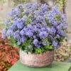 ageratum-blue-ball-seeds=5