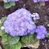 ageratum-blue-boy-seeds-1