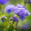 ageratum-blue-boy-seeds-2