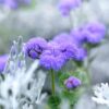 ageratum-blue-boy-seeds-3