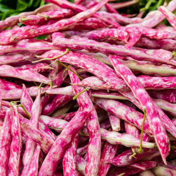 bean-borlotto-lingua-di-fuoco-seed-2 bean-borlotto-lingua-di-fuoco-seed-2