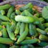 cucumber-national-pickler-seeds-6