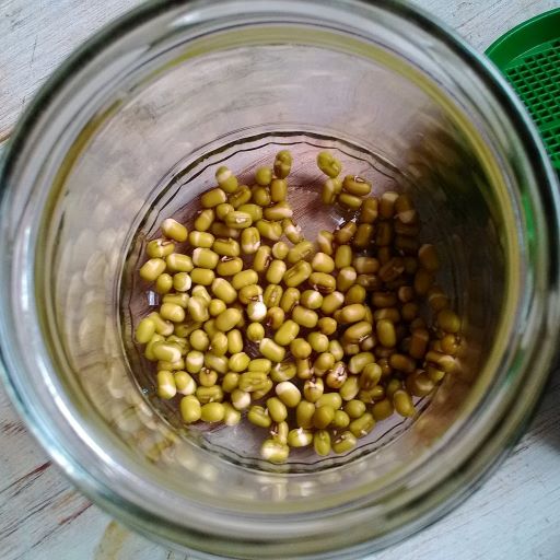 germ jar 705117 1920