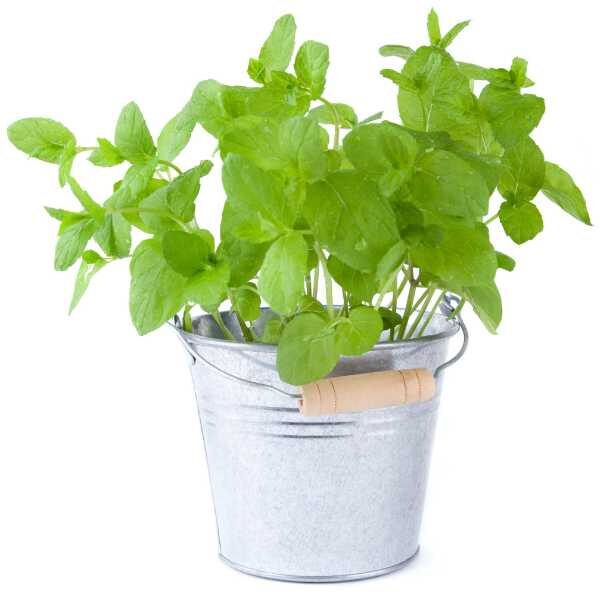 herb-peppermint-seeds-3 herb-peppermint-seeds-3