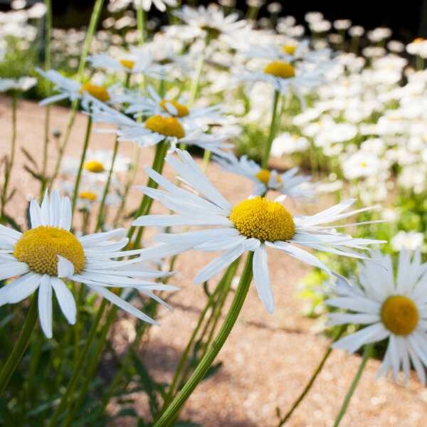 white-chrysanthemum-seeds2 white-chrysanthemum-seeds2