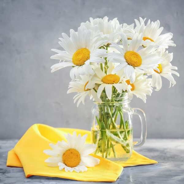 white-chrysanthemum-seeds4 white-chrysanthemum-seeds4