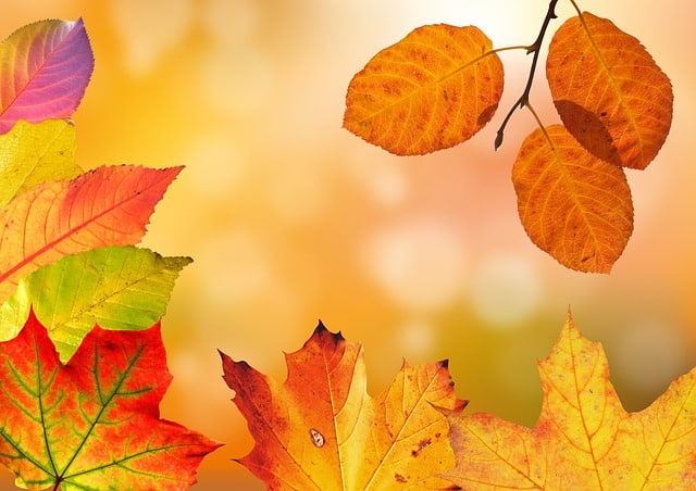 Preparing Your Garden For Autumn