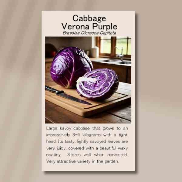 cabbage-verona-purple-seed-packet-back cabbage-verona-purple-seed-packet-back