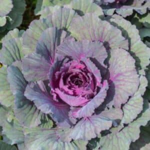 Cabbage Verona Purple