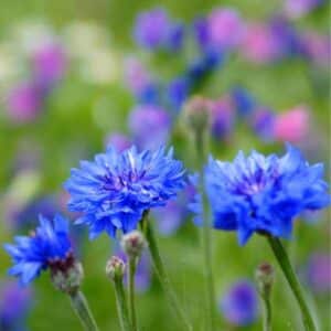 Cornflower Blue Boy