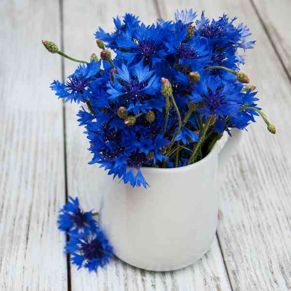 cornflower blue boy seeds 3