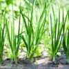 onion-pukekohe-seeds-2