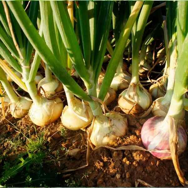 onion-pukekohe-seeds-3 onion-pukekohe-seeds-3