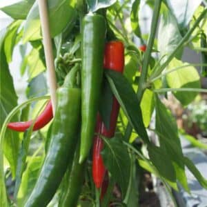 Chilli Serrano