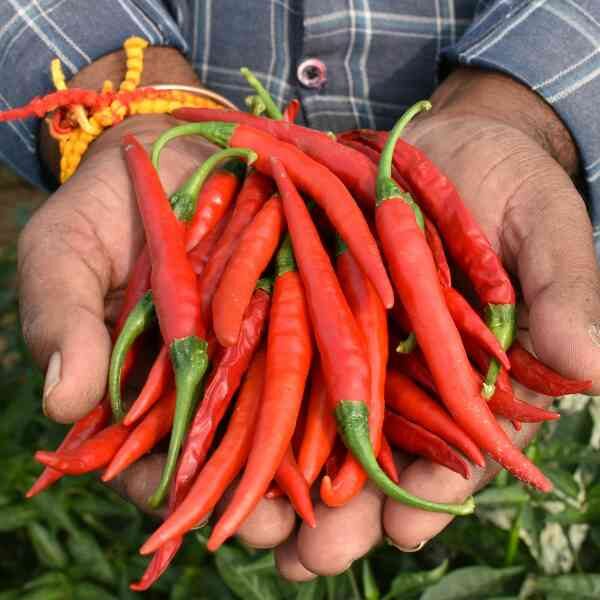 chilli-serrano-seeds-1 chilli-serrano-seeds-1