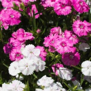 Dianthus Wee Willie