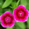 dianthus-wee-willie-seed3