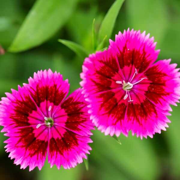 dianthus-wee-willie-seed3 dianthus-wee-willie-seed3