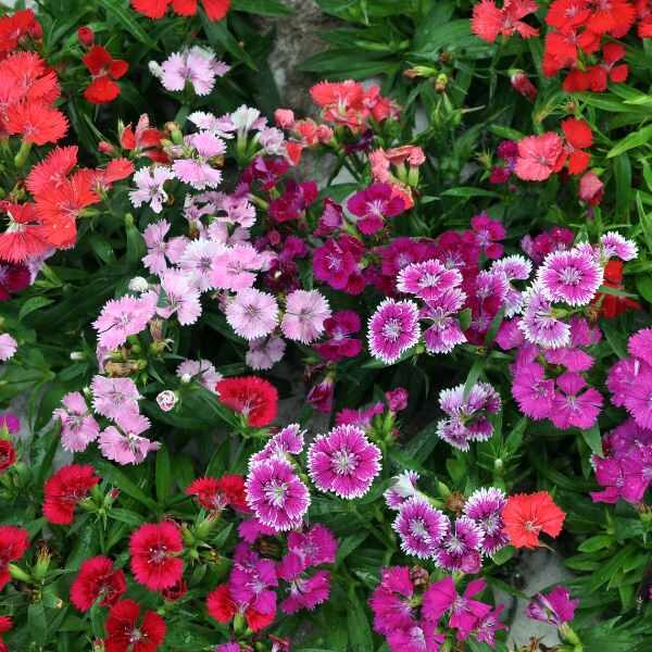 dianthus-wee-willie-seed4 dianthus-wee-willie-seed4