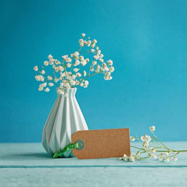 gypsophilia-snowflake-seed-1 gypsophilia-snowflake-seed-1
