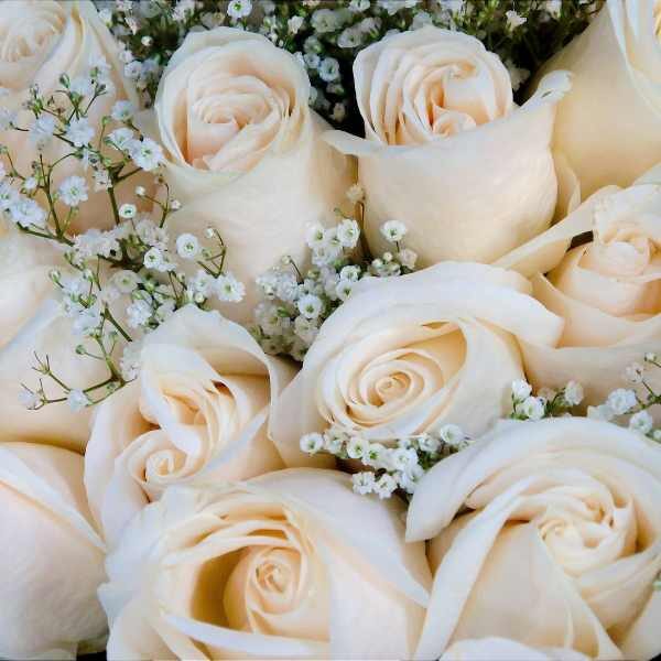 gypsophilia-snowflake-seed-3 gypsophilia-snowflake-seed-3