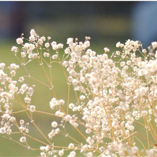 gypsophilia-snowflake-seed gypsophilia-snowflake-seed