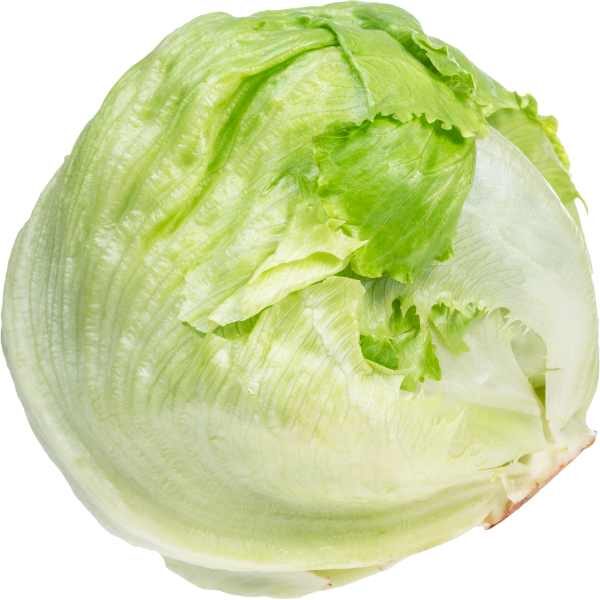 lettuce-iceburg-seeds2 lettuce-iceburg-seeds2