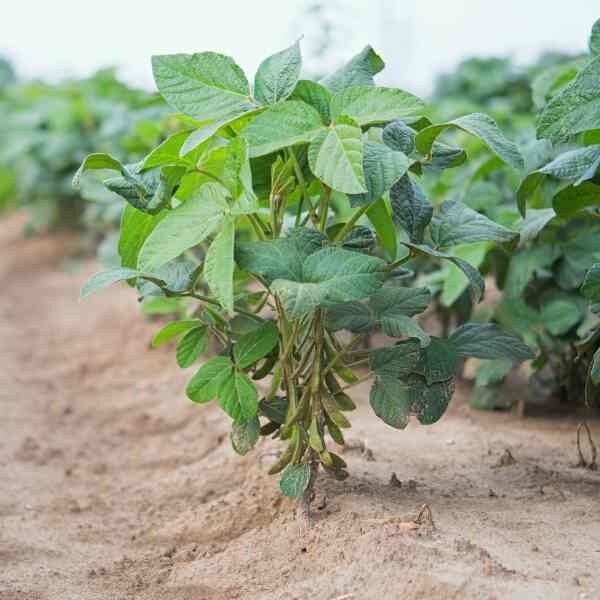 bean-provider-seeds-3 bean-provider-seeds-3