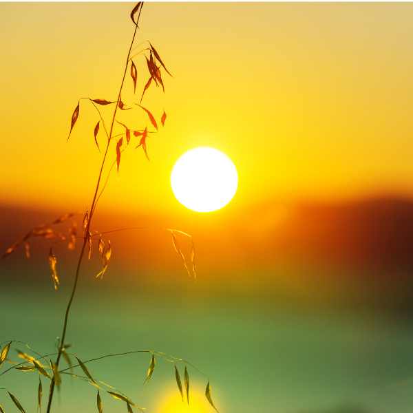 understanding sun terms in gardening