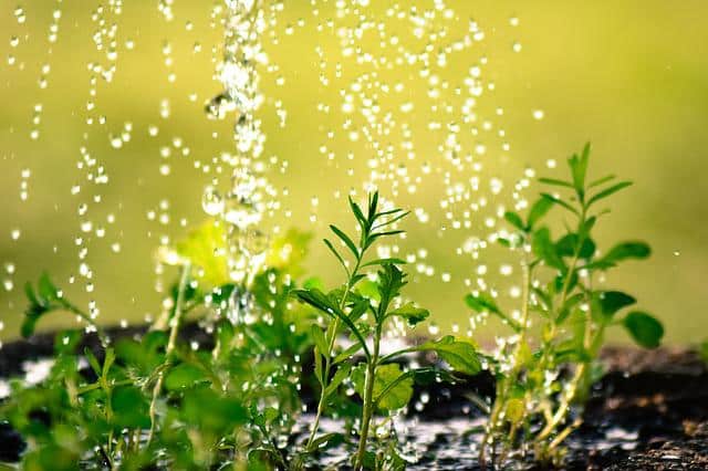 How much water Do Your Plants Need?