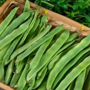 Bean Pioneer