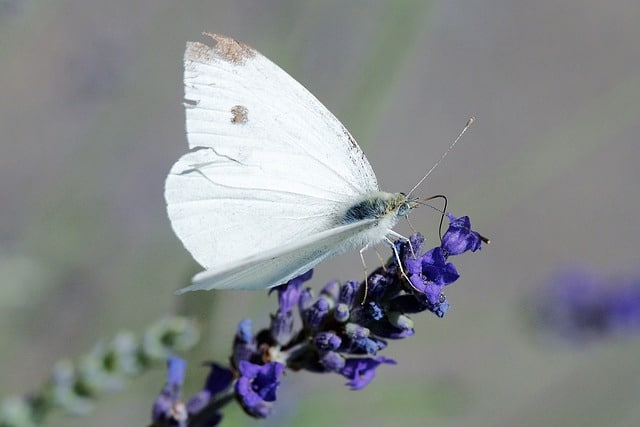 How to Control Cabbage White Butterflies and Cabbage Moths in Your Vegetable Garden