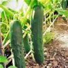 cucumber-marketmore-seeds-2