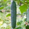 cucumber-marketmore-seeds-4