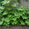 cucumber-marketmore-seeds-5
