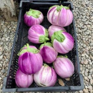 Eggplant Rosa Bianca