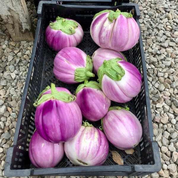 eggplant-rosa-bianca-seeds-4 eggplant-rosa-bianca-seeds-4