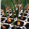 gladalan brown-seeds-2