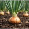 gladalan brown-seeds-4 (1)