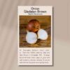 onion-gladalan-seeds-front