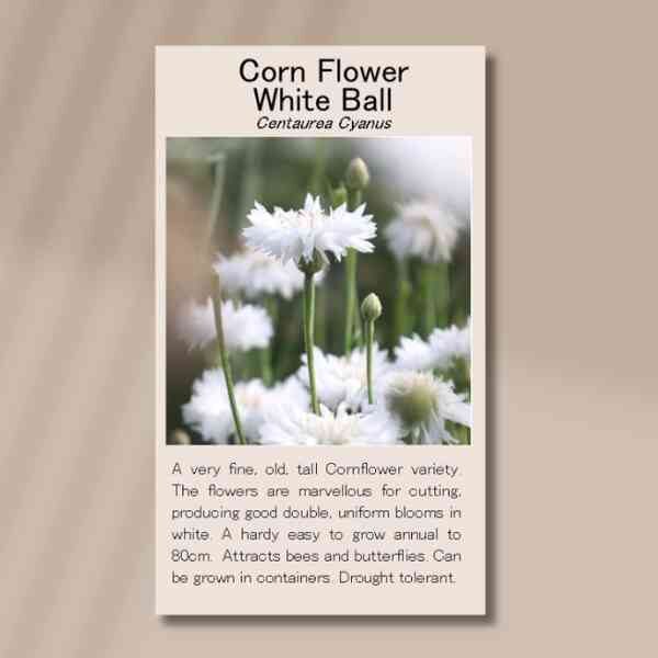 corn-flower-white-ball-seed-packet-front corn-flower-white-ball-seed-packet-front