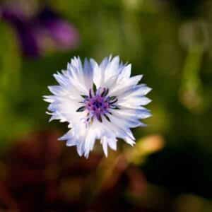 Cornflower White Ball