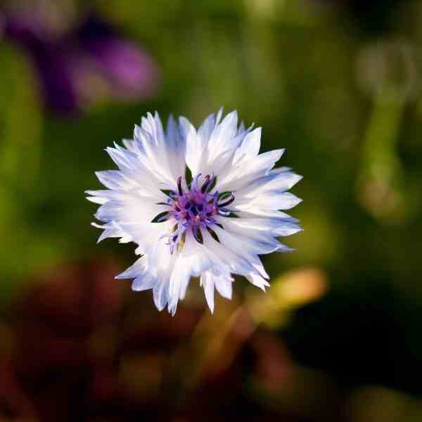 cornflower-white-seeds-1 cornflower-white-seeds-1