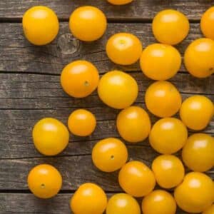 Tomato Tommy Toe Yellow