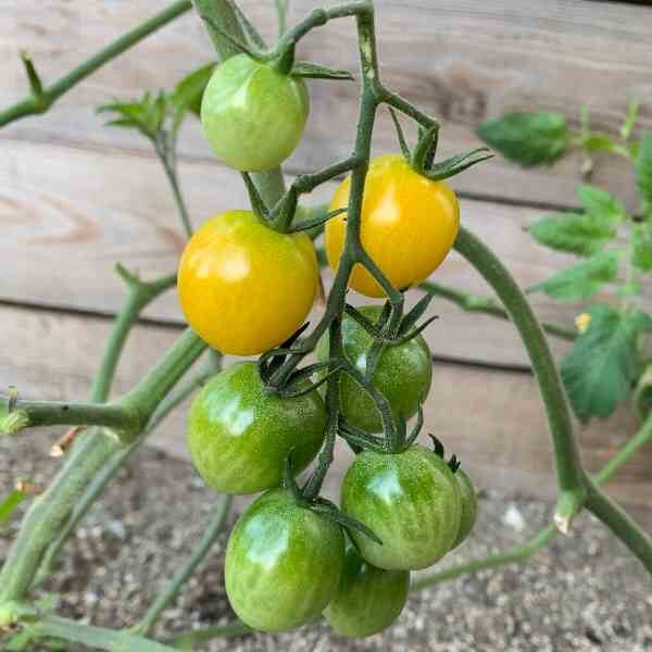 cherry-tomato-tommy-toe-yellow-seeds-1 cherry-tomato-tommy-toe-yellow-seeds-1